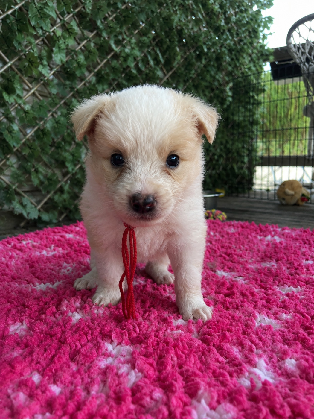 des Mirages d'Azur - Chiots disponibles - Border Collie