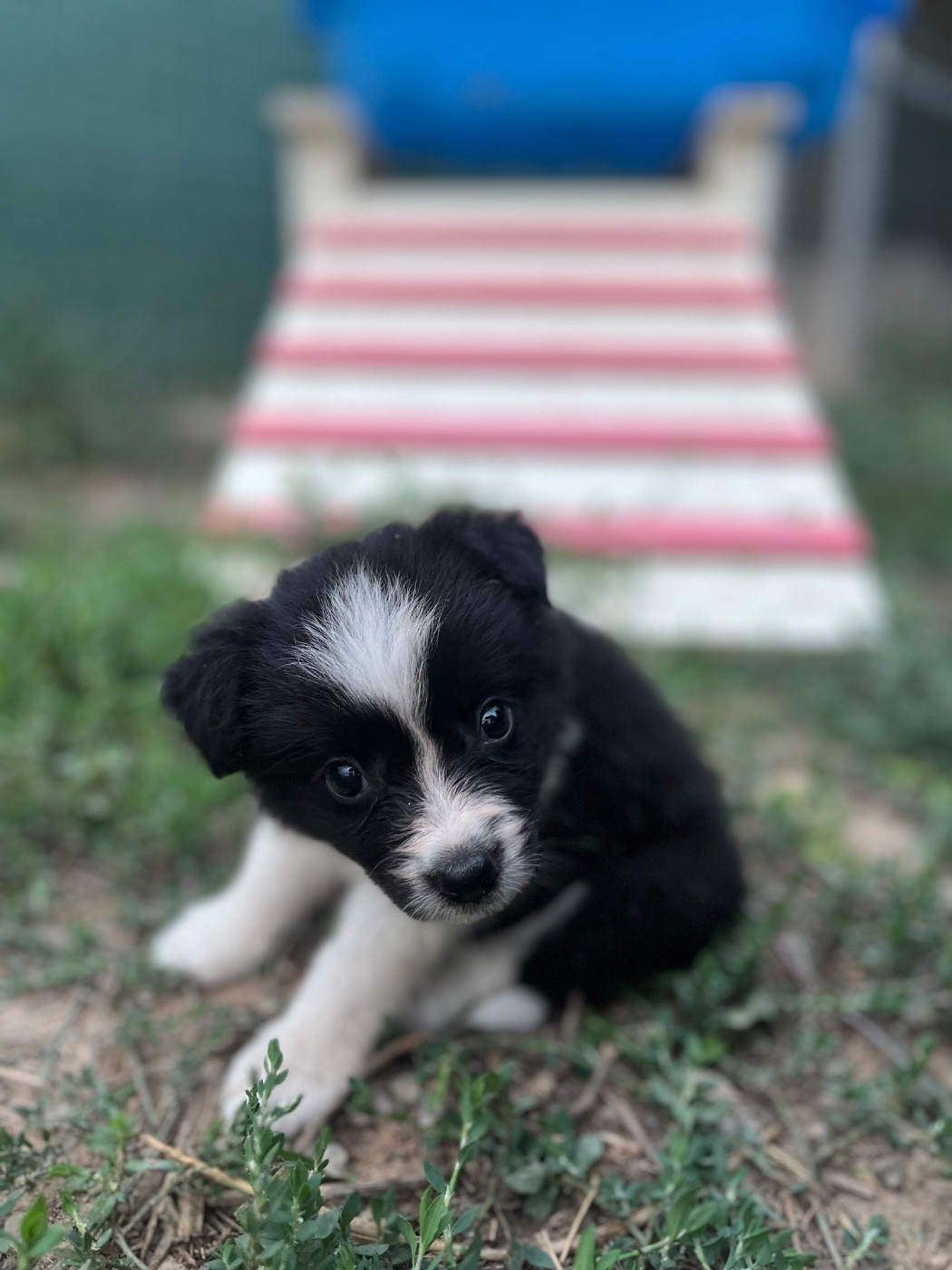 des Mirages d'Azur - Chiots disponibles - Border Collie