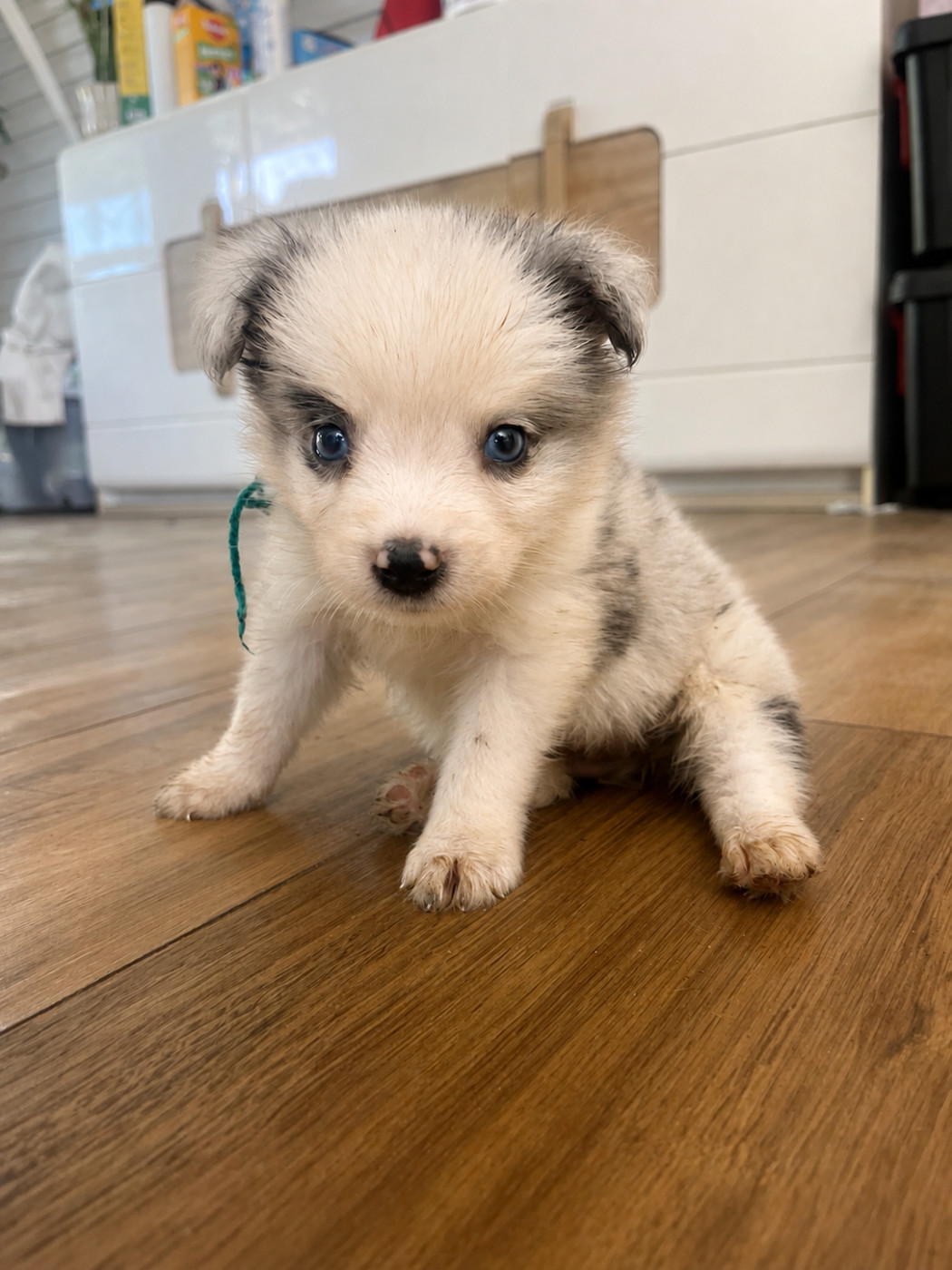 des Mirages d'Azur - Chiots disponibles - Border Collie