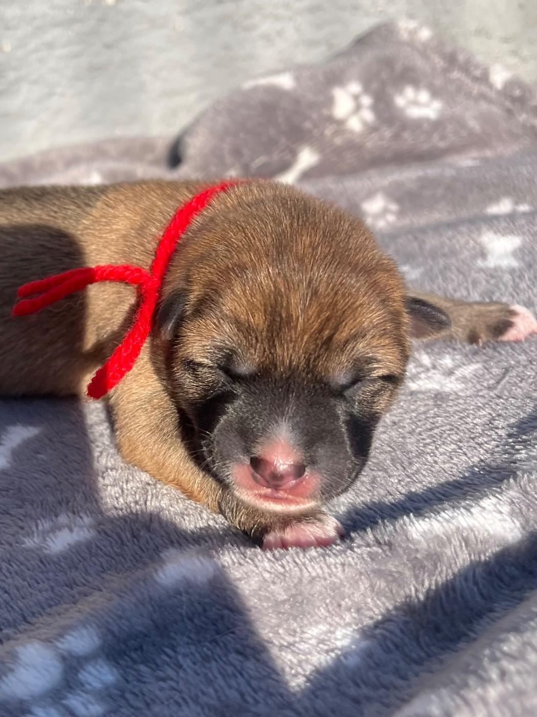 des Mirages d'Azur - Chiots disponibles - Shiba