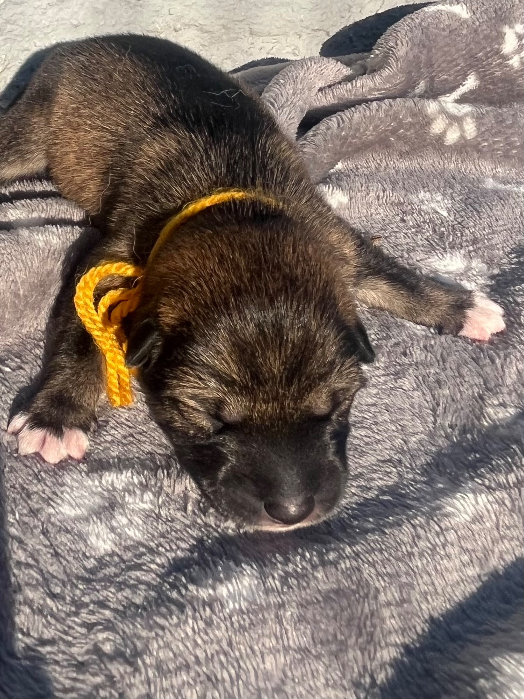 des Mirages d'Azur - Chiots disponibles - Shiba