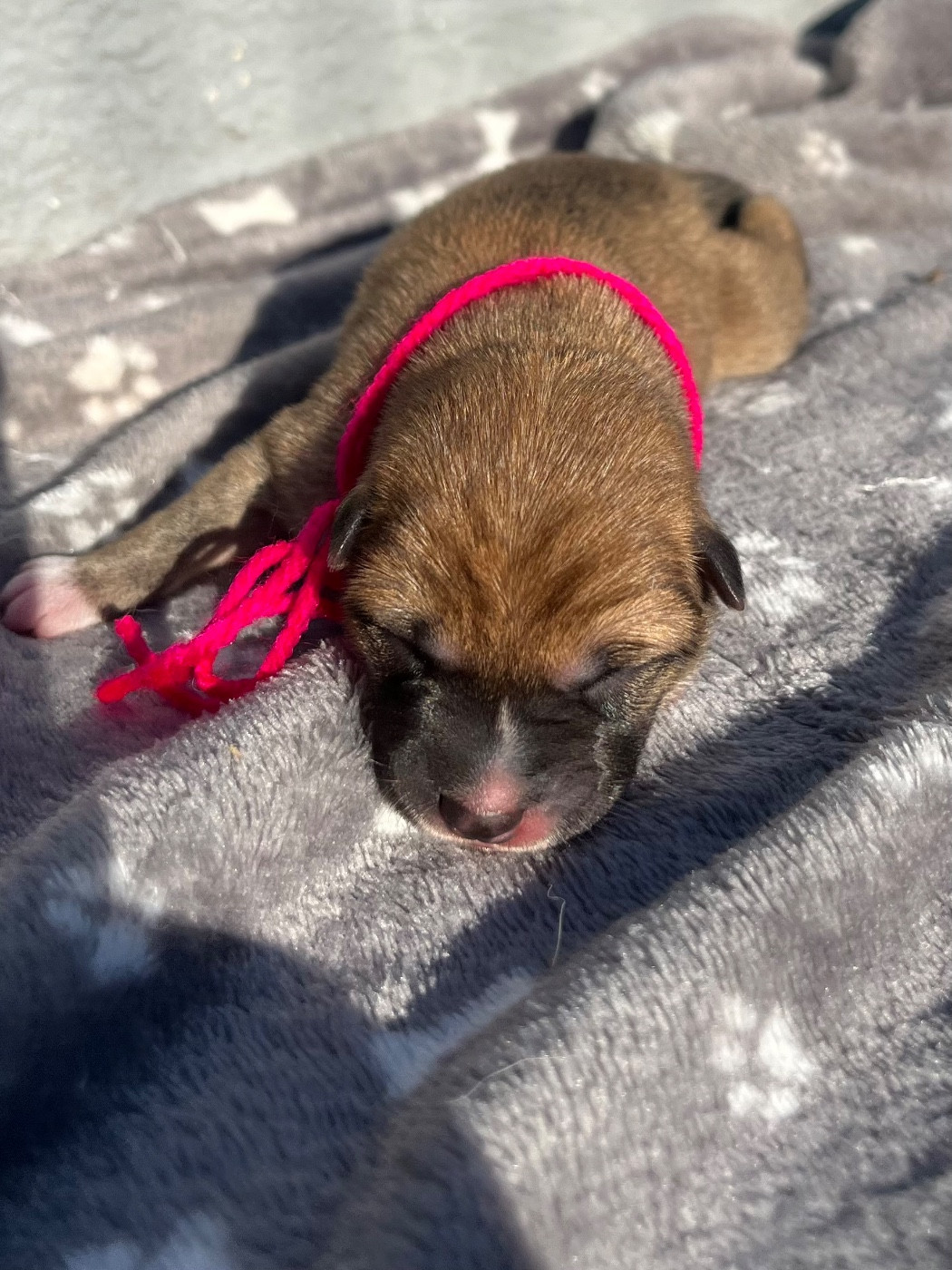 des Mirages d'Azur - Chiots disponibles - Shiba