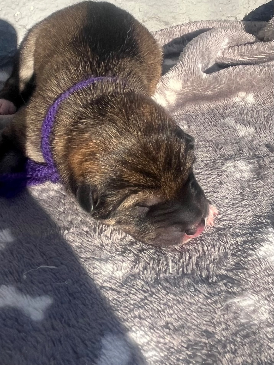 des Mirages d'Azur - Chiots disponibles - Shiba