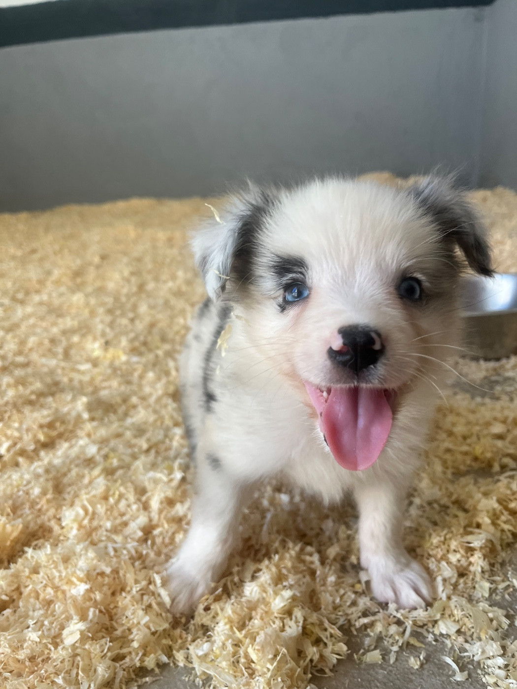 des Mirages d'Azur - Chiots disponibles - Border Collie