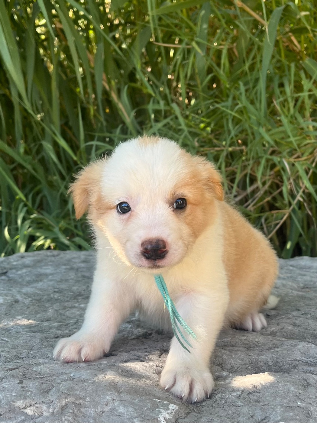 des Mirages d'Azur - Chiots disponibles - Border Collie