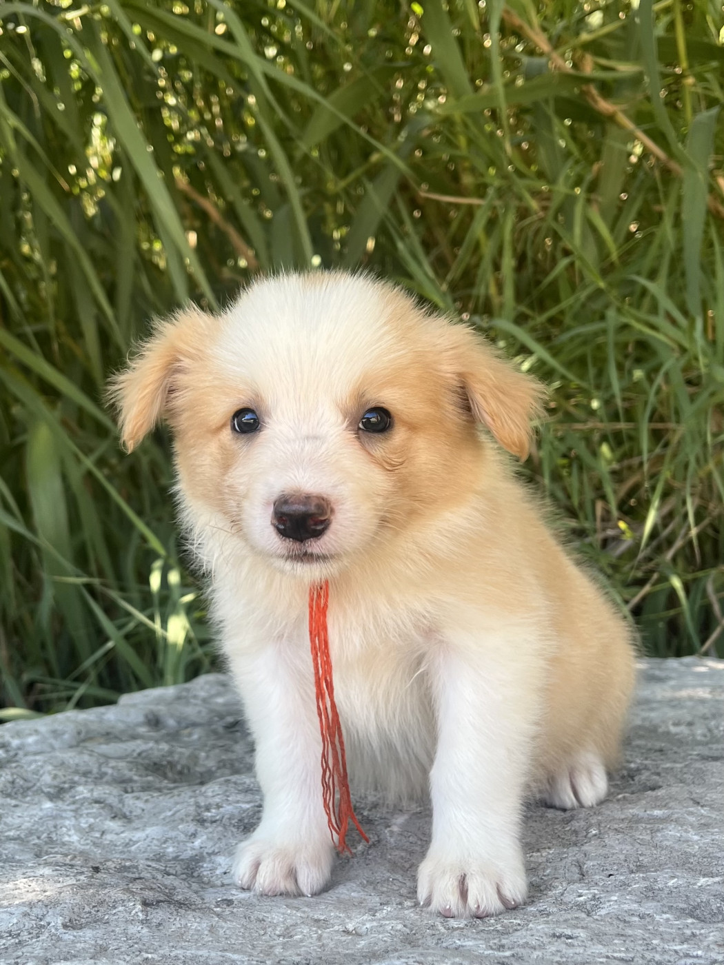 des Mirages d'Azur - Chiots disponibles - Border Collie