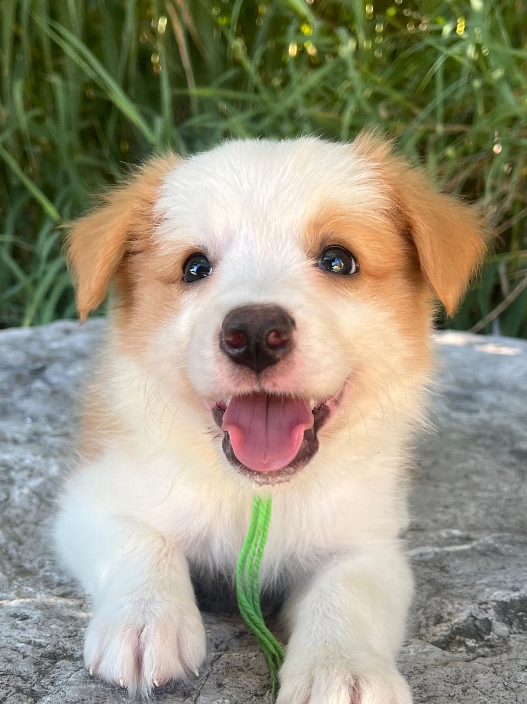 des Mirages d'Azur - Chiots disponibles - Border Collie