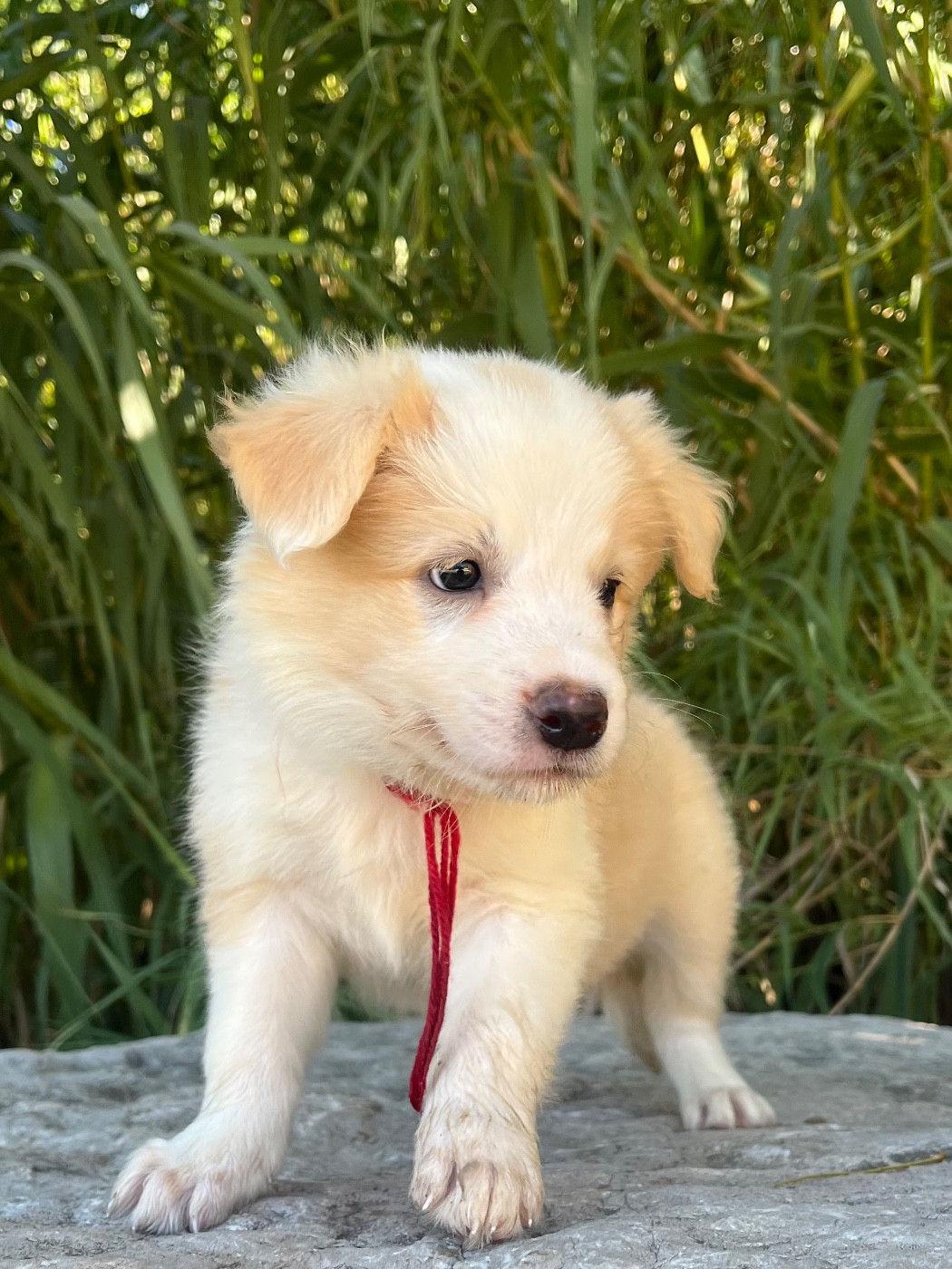 des Mirages d'Azur - Chiots disponibles - Border Collie