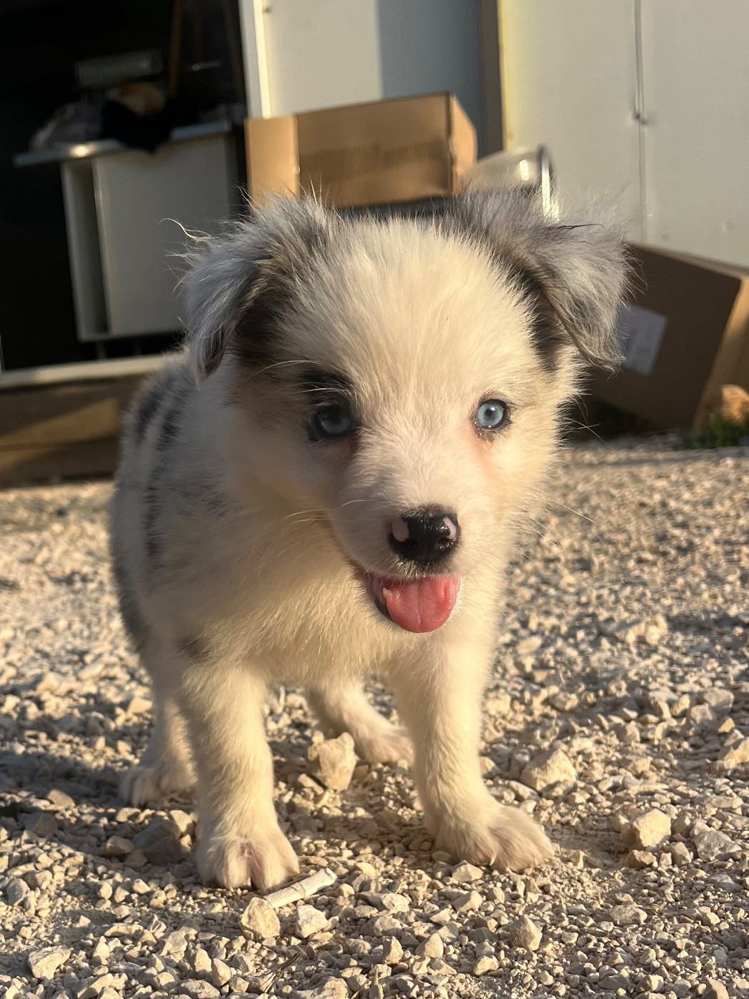 des Mirages d'Azur - Chiots disponibles - Border Collie