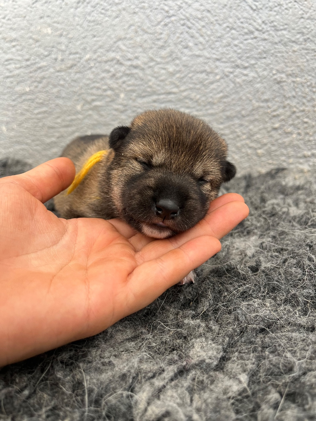 des Mirages d'Azur - Chiots disponibles - Shiba