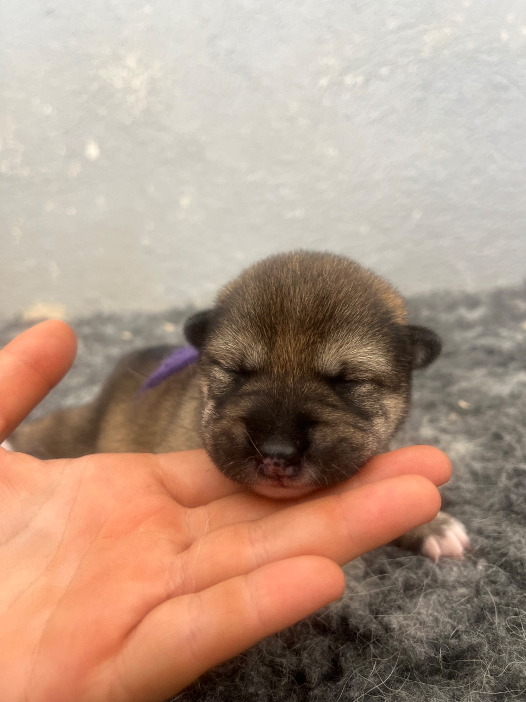 des Mirages d'Azur - Chiots disponibles - Shiba
