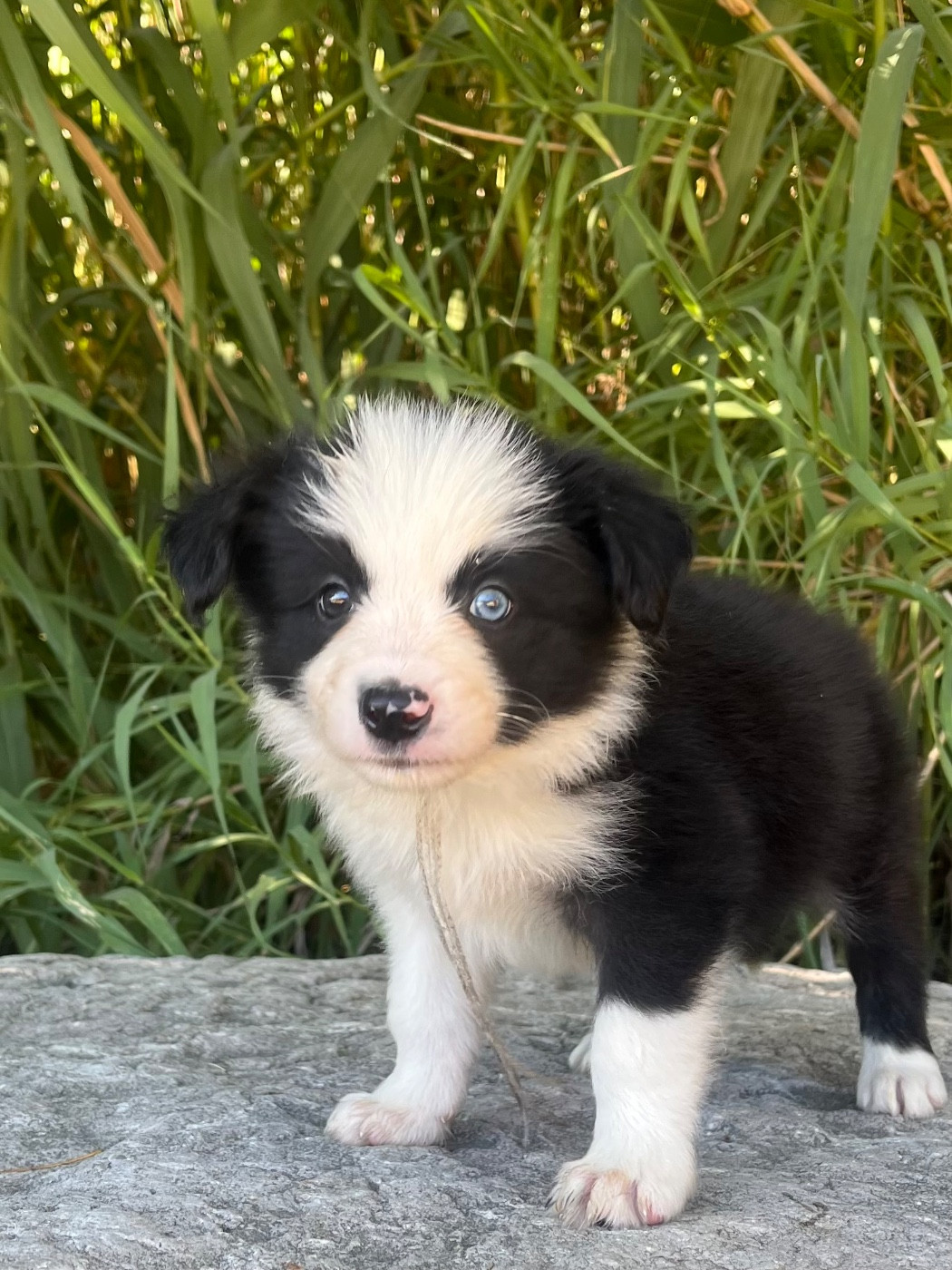 des Mirages d'Azur - Chiots disponibles - Border Collie