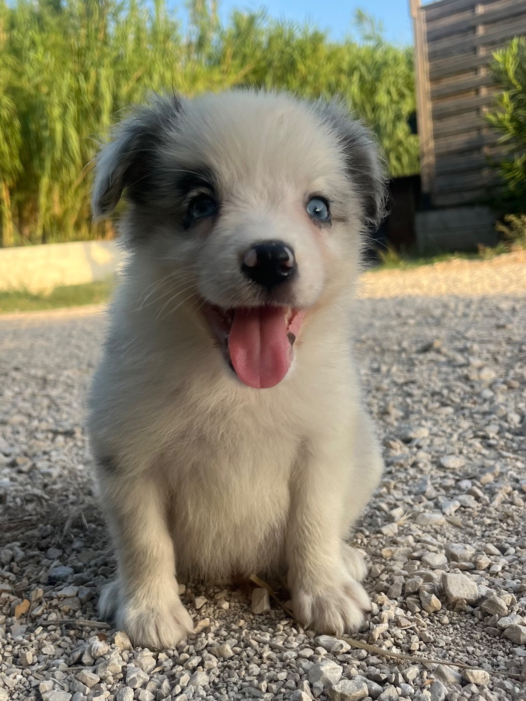 des Mirages d'Azur - Chiots disponibles - Border Collie