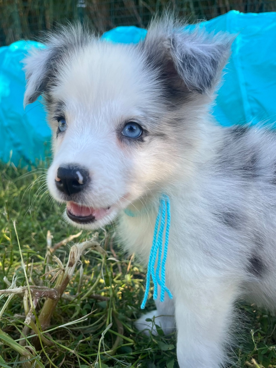 des Mirages d'Azur - Chiots disponibles - Border Collie