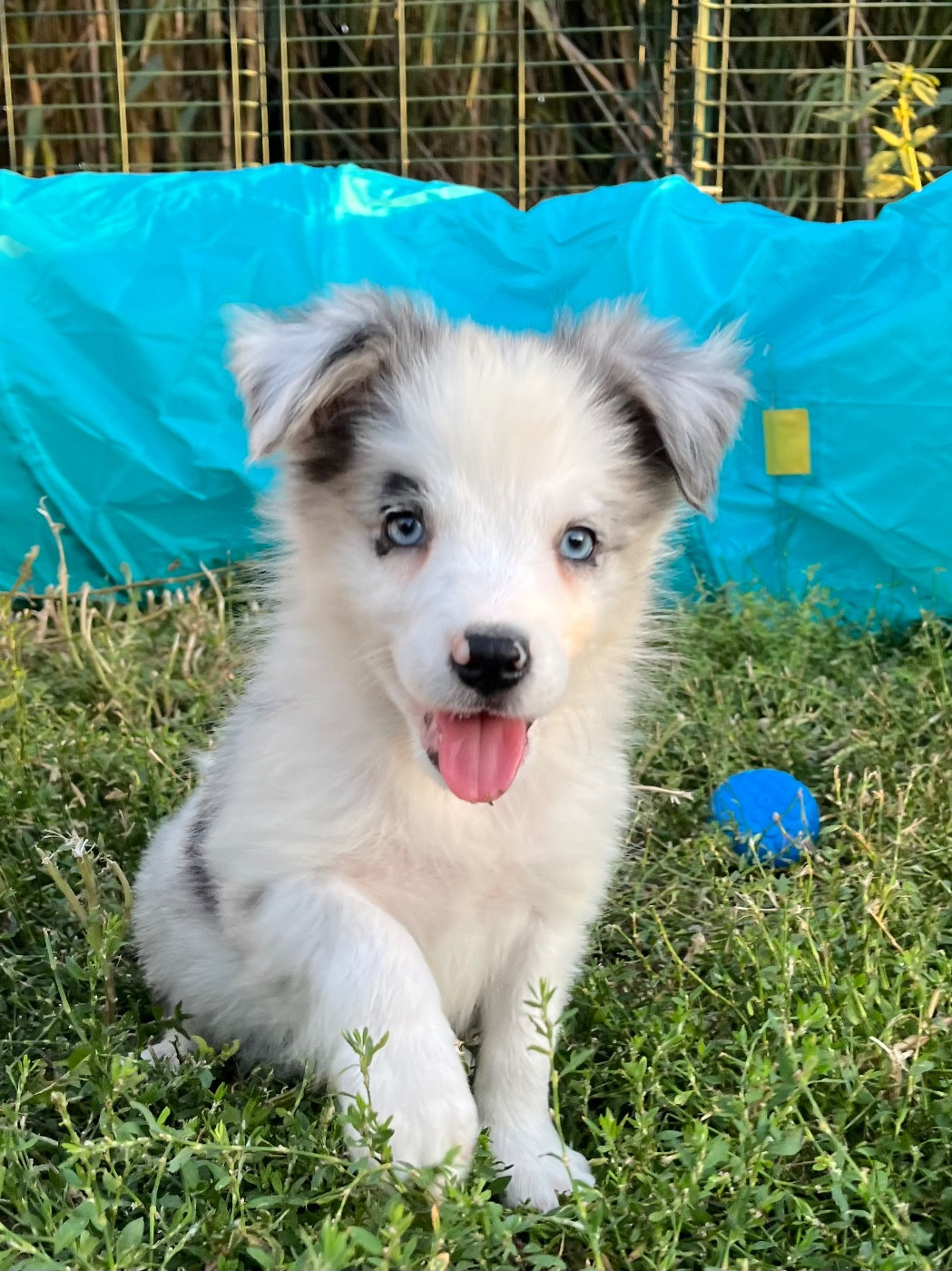 des Mirages d'Azur - Chiots disponibles - Border Collie