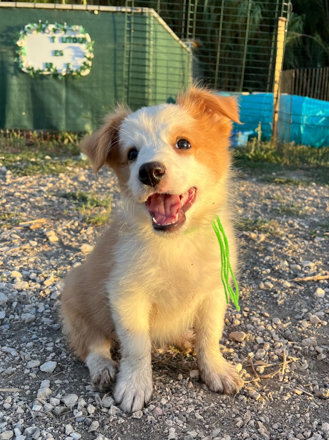 des Mirages d'Azur - Chiots disponibles - Border Collie