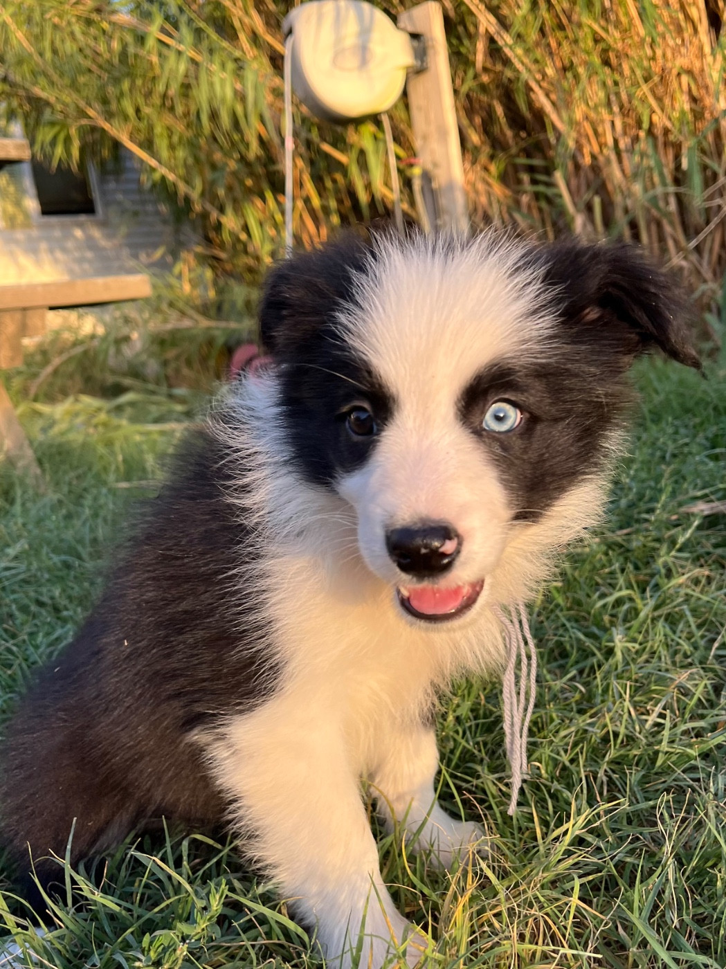des Mirages d'Azur - Chiots disponibles - Border Collie