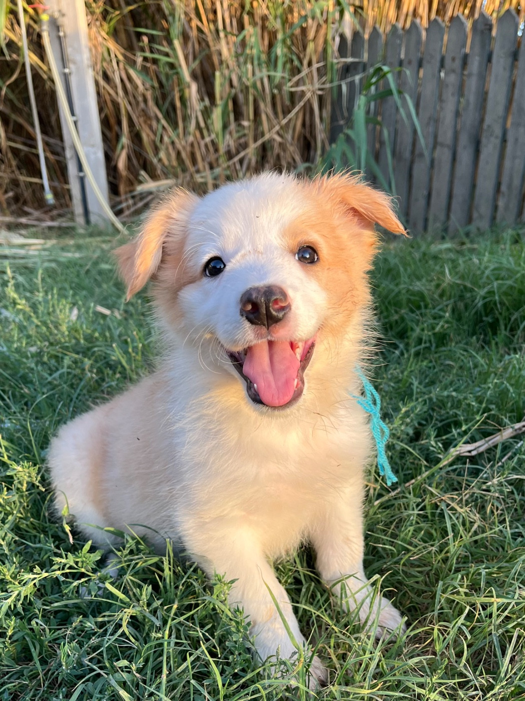 des Mirages d'Azur - Chiots disponibles - Border Collie