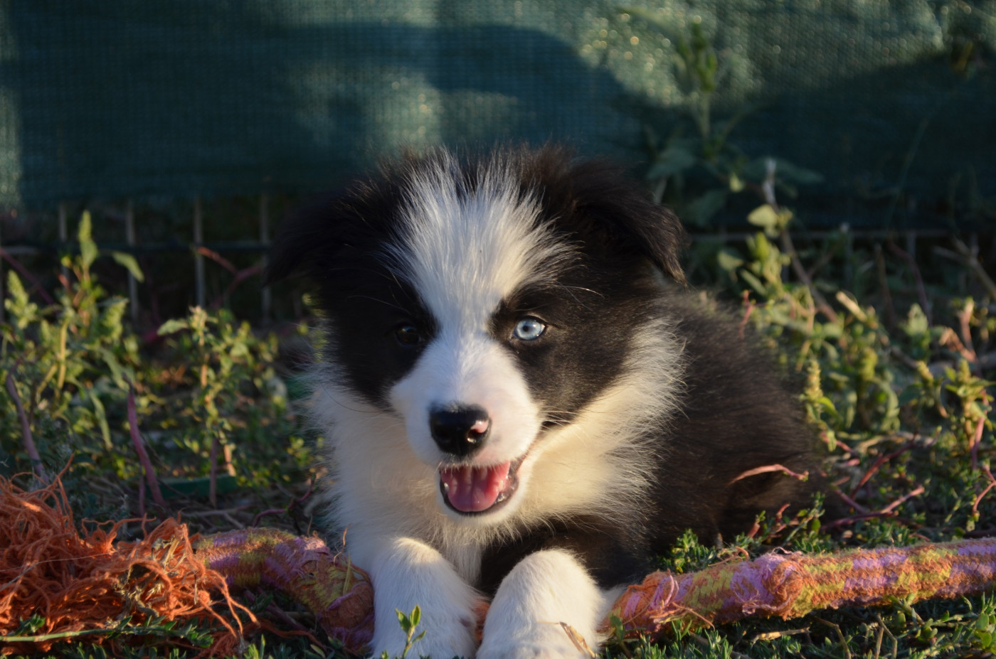des Mirages d'Azur - Chiots disponibles - Border Collie