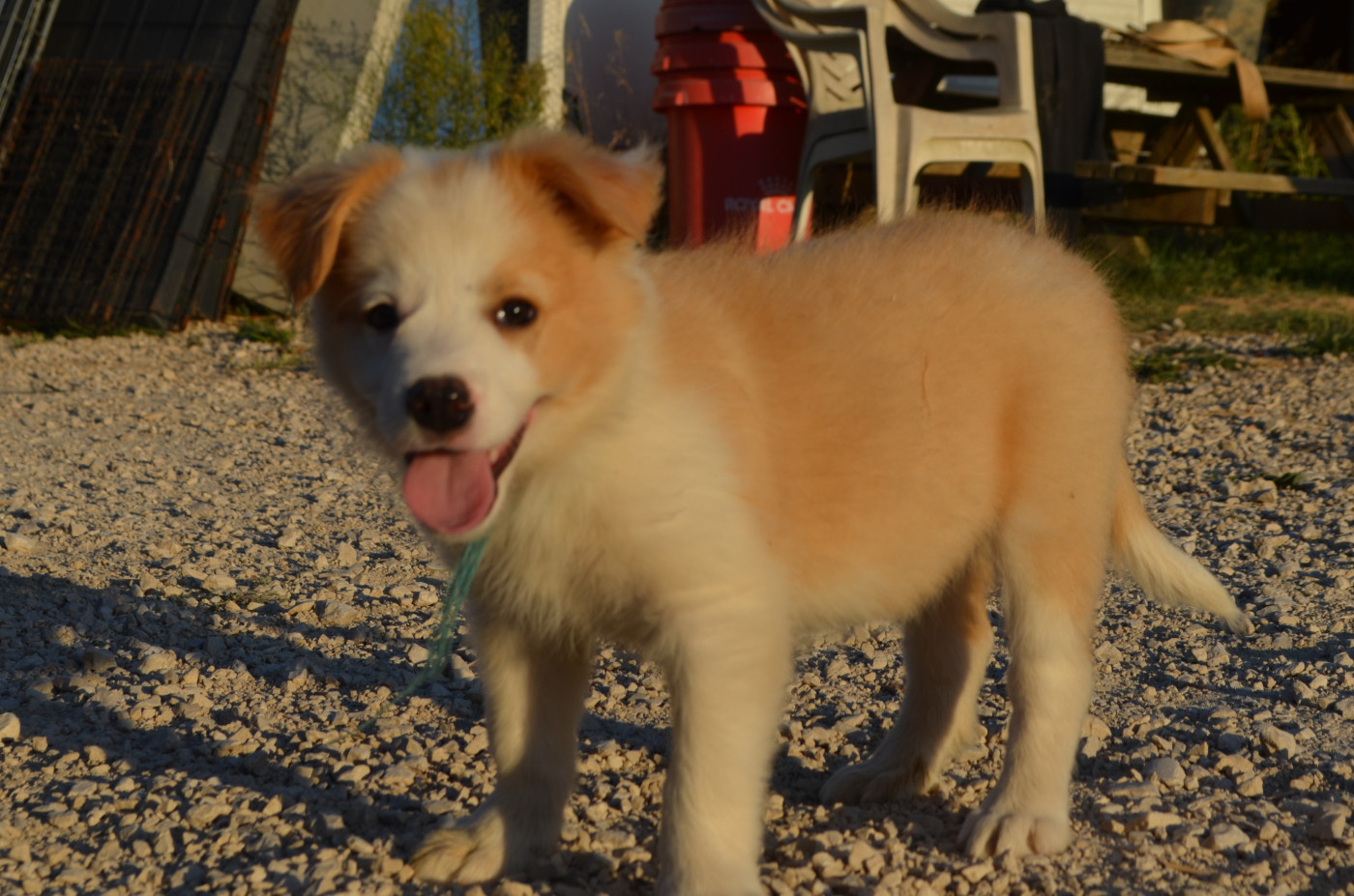 des Mirages d'Azur - Chiots disponibles - Border Collie
