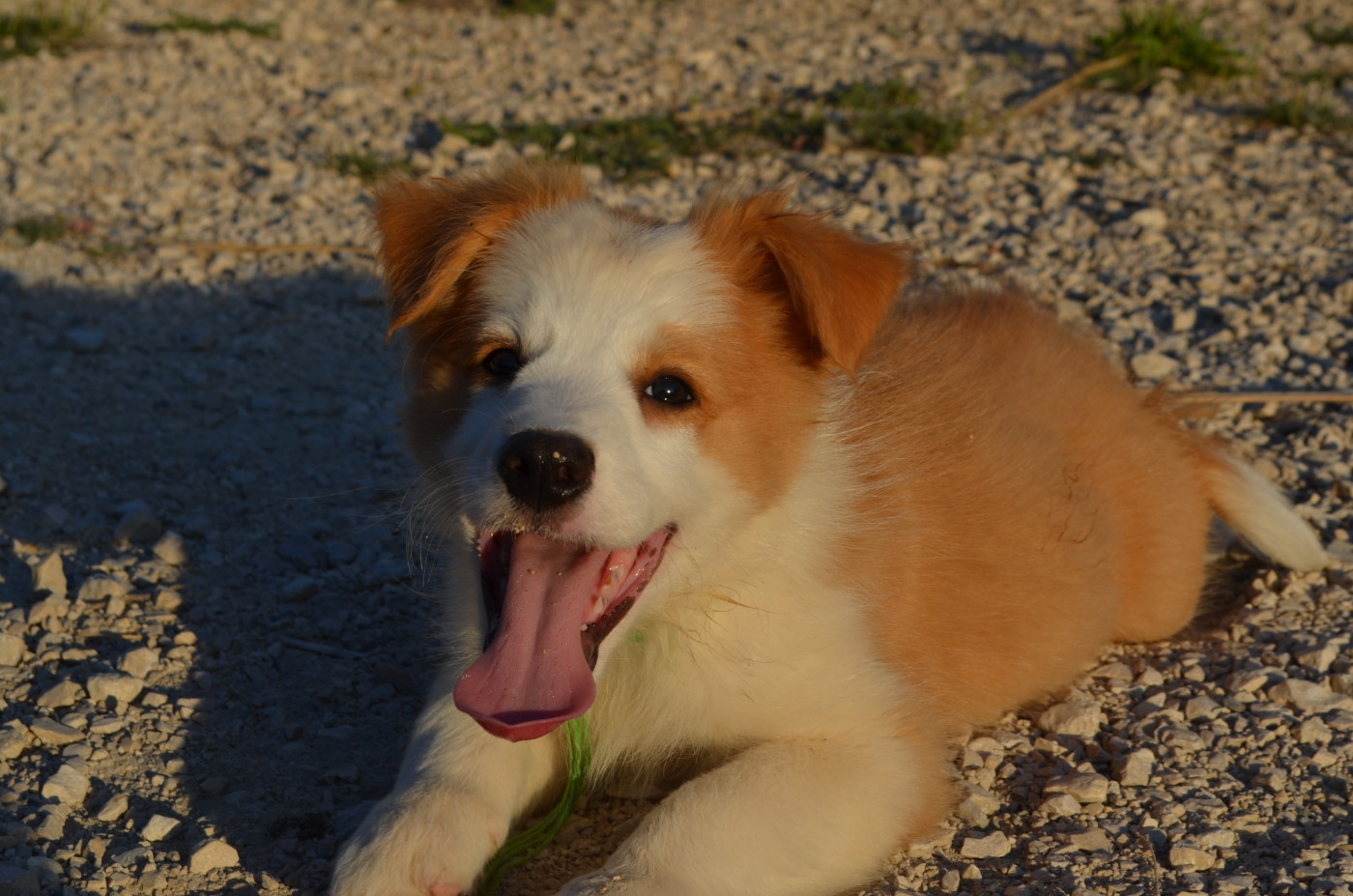 des Mirages d'Azur - Chiots disponibles - Border Collie