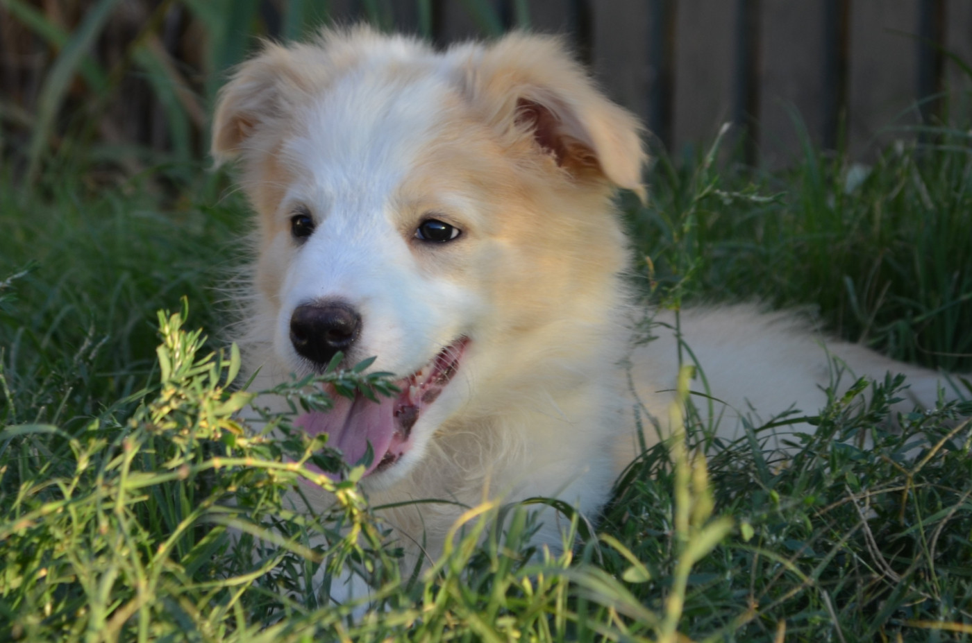 des Mirages d'Azur - Chiots disponibles - Border Collie