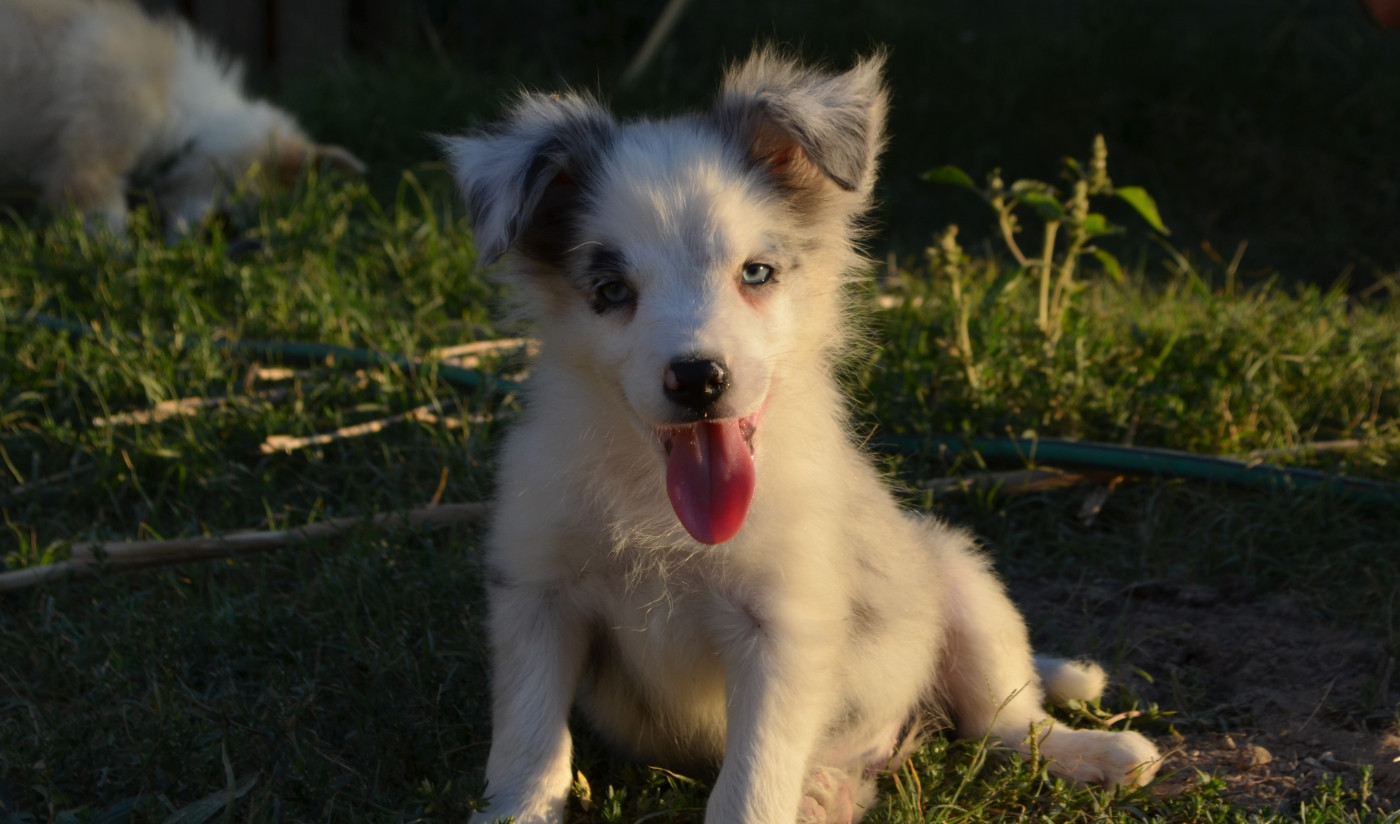 des Mirages d'Azur - Chiots disponibles - Border Collie