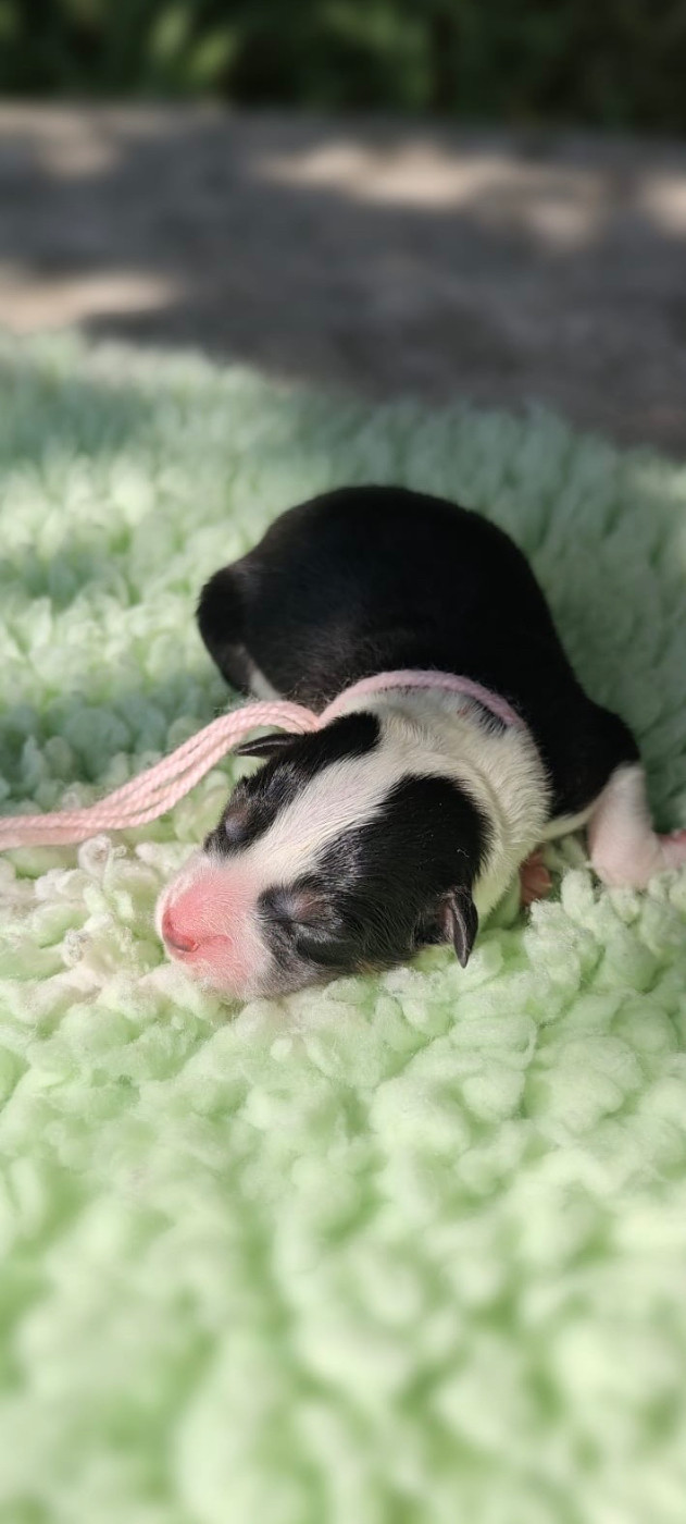 des Mirages d'Azur - Chiots disponibles - Border Collie