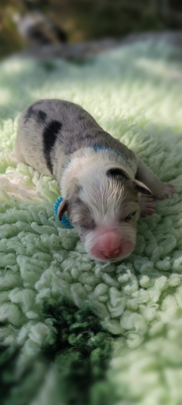 des Mirages d'Azur - Chiots disponibles - Border Collie