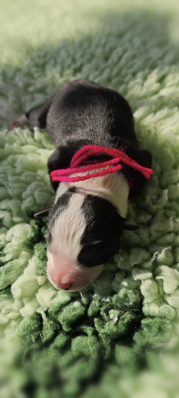 des Mirages d'Azur - Chiots disponibles - Border Collie