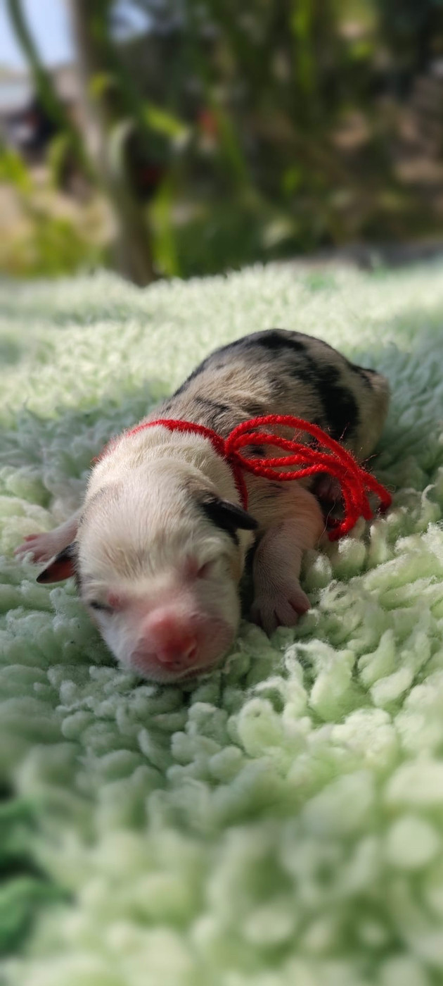 des Mirages d'Azur - Chiots disponibles - Border Collie