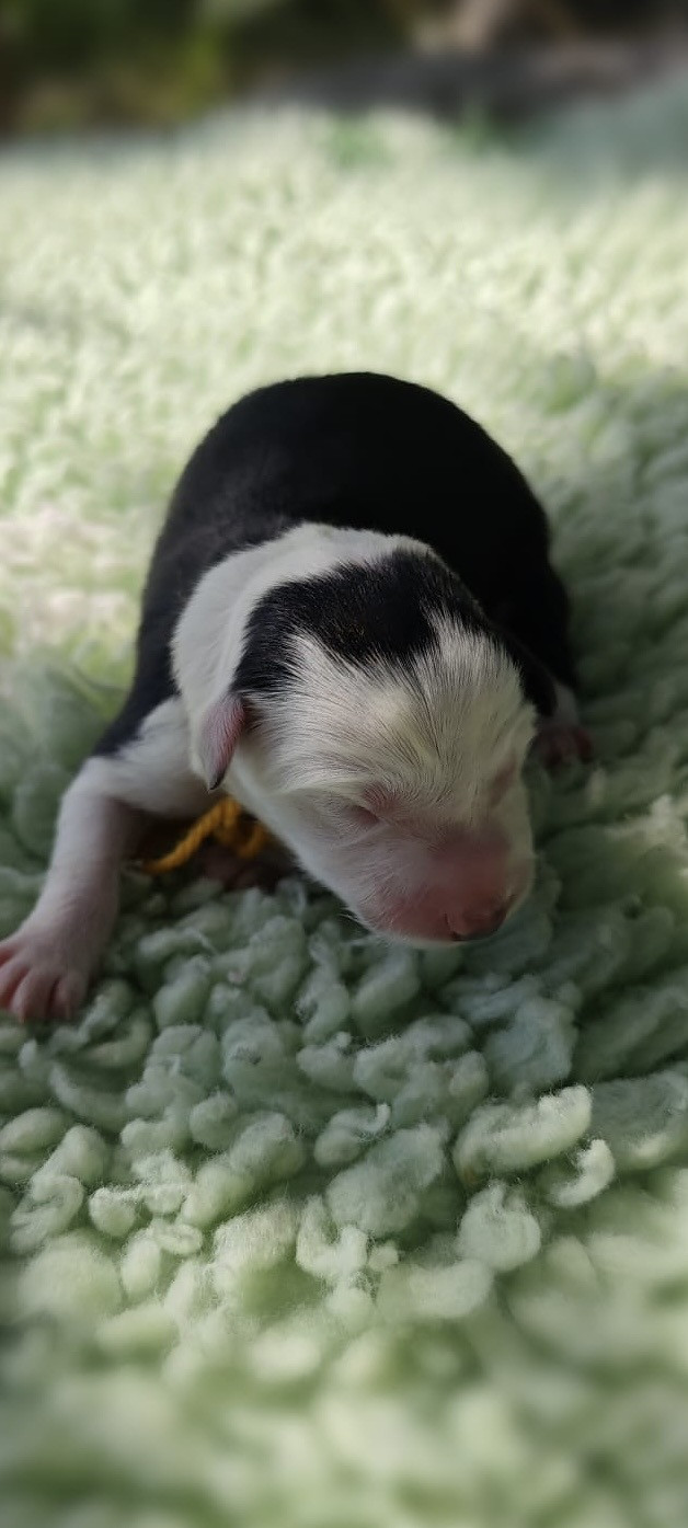des Mirages d'Azur - Chiots disponibles - Border Collie