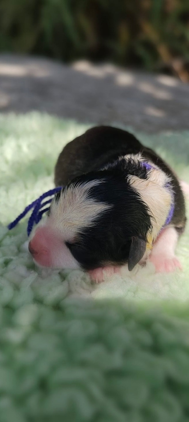 des Mirages d'Azur - Chiots disponibles - Border Collie