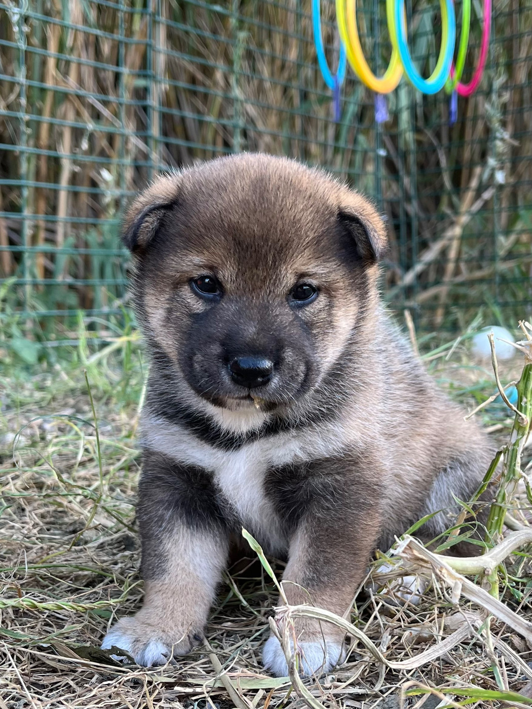 des Mirages d'Azur - Chiots disponibles - Shiba