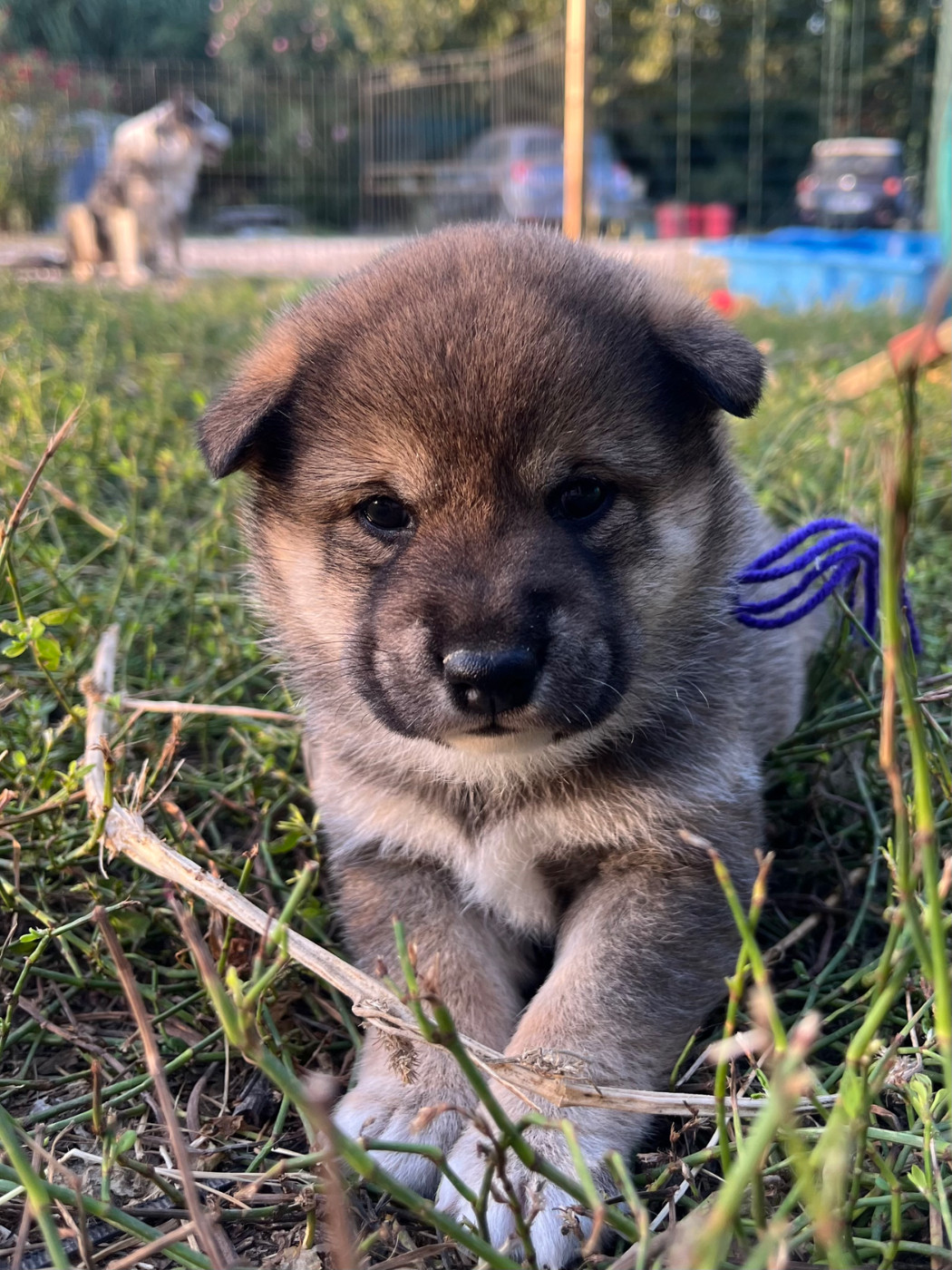 des Mirages d'Azur - Chiots disponibles - Shiba