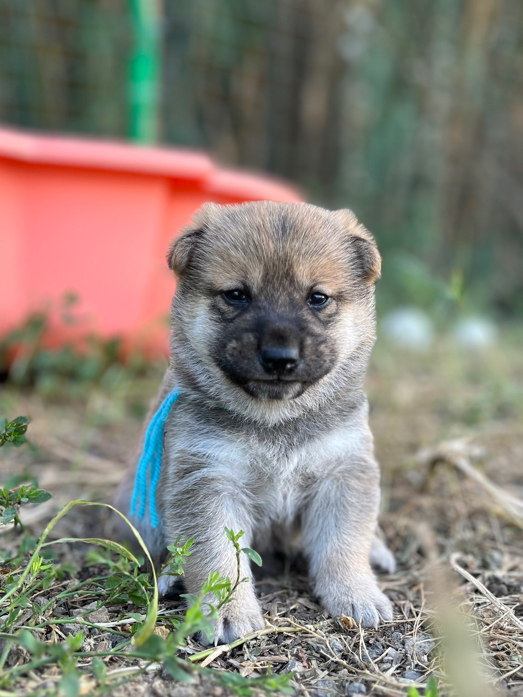 des Mirages d'Azur - Chiots disponibles - Shiba