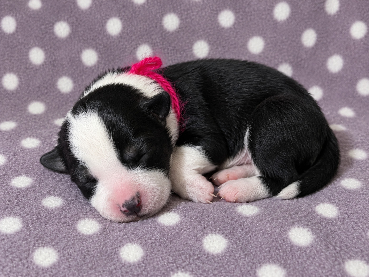 des Mirages d'Azur - Chiots disponibles - Border Collie