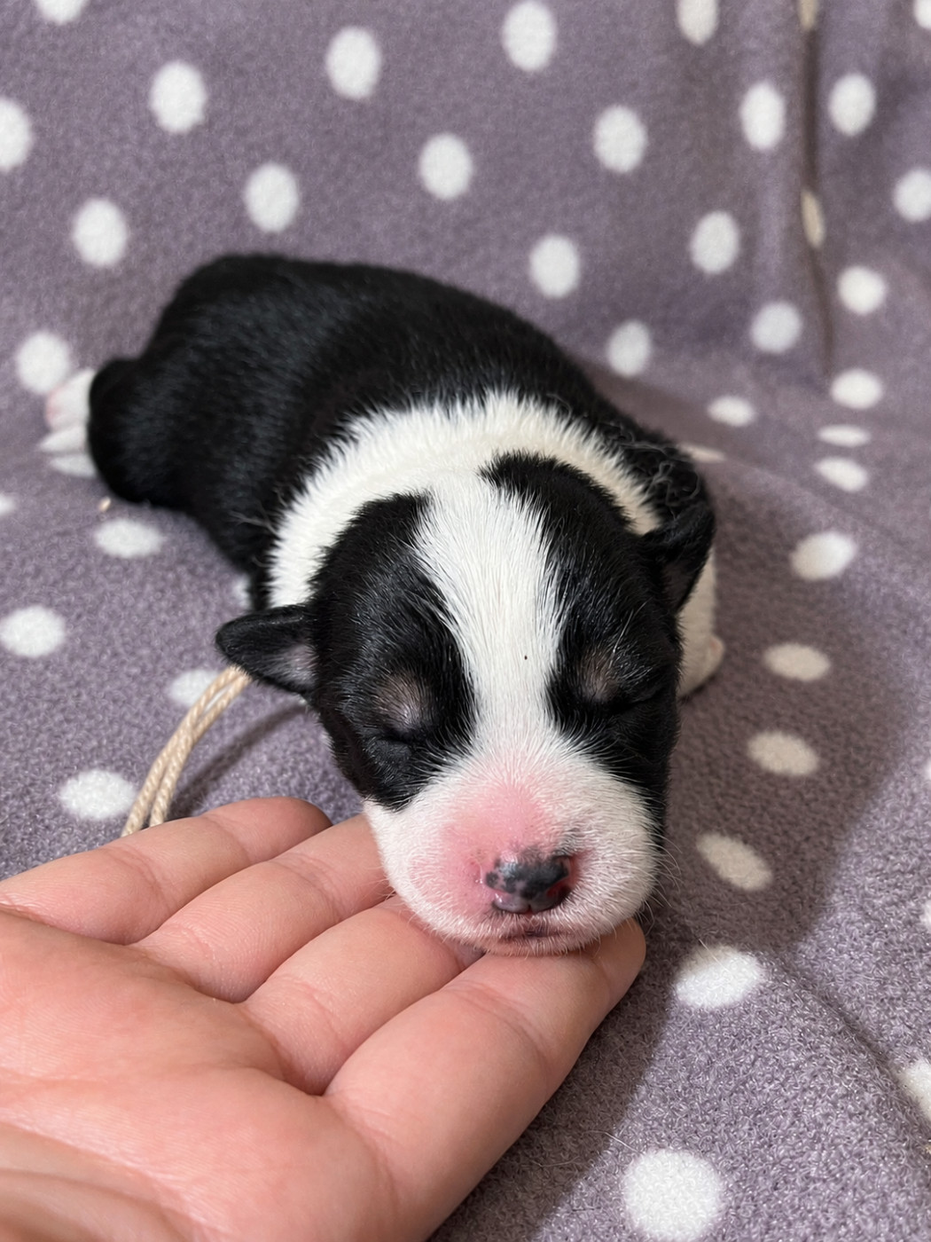 des Mirages d'Azur - Chiots disponibles - Border Collie