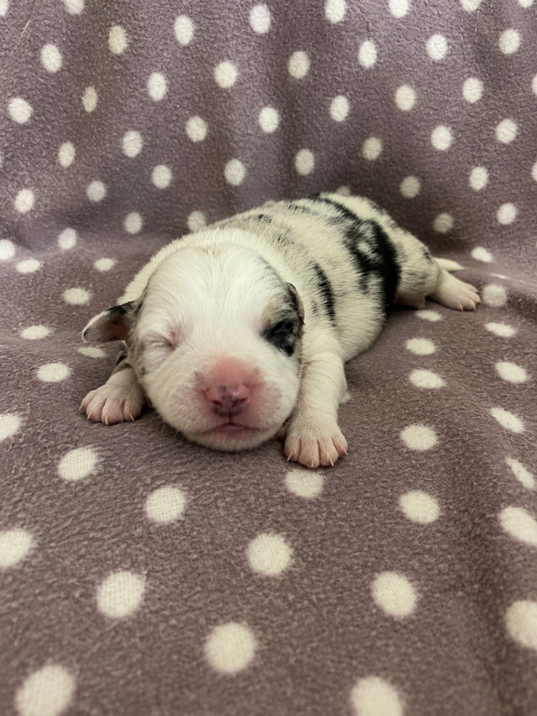des Mirages d'Azur - Chiots disponibles - Border Collie