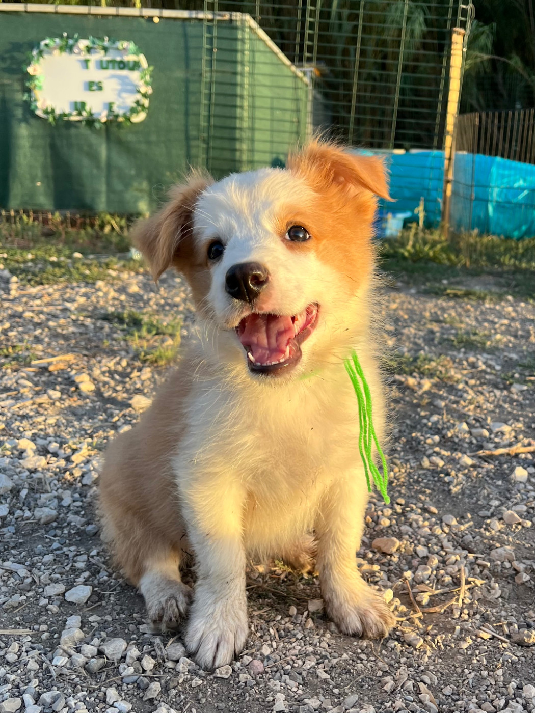 des Mirages d'Azur - Chiots disponibles - Border Collie