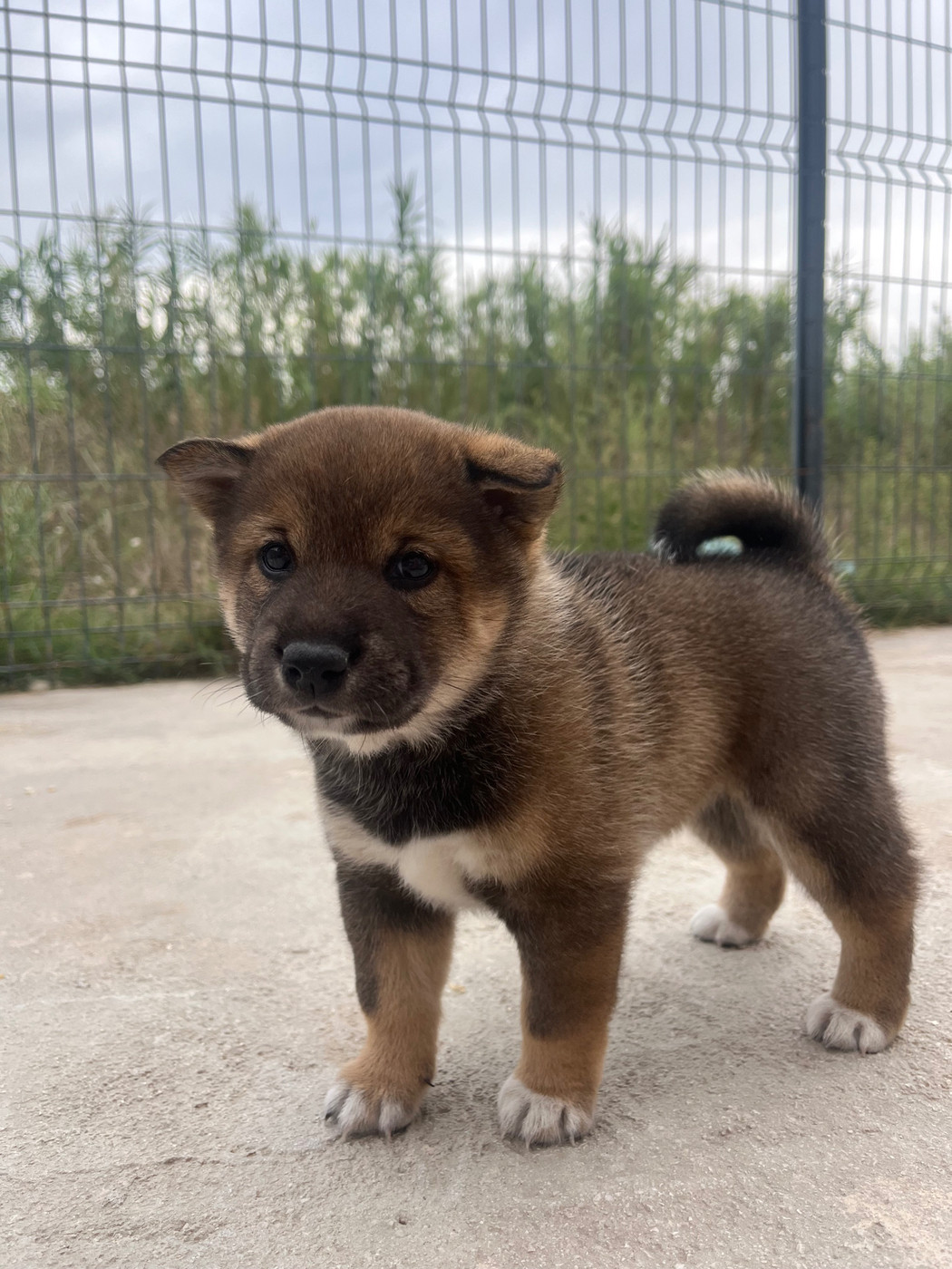des Mirages d'Azur - Chiots disponibles - Shiba