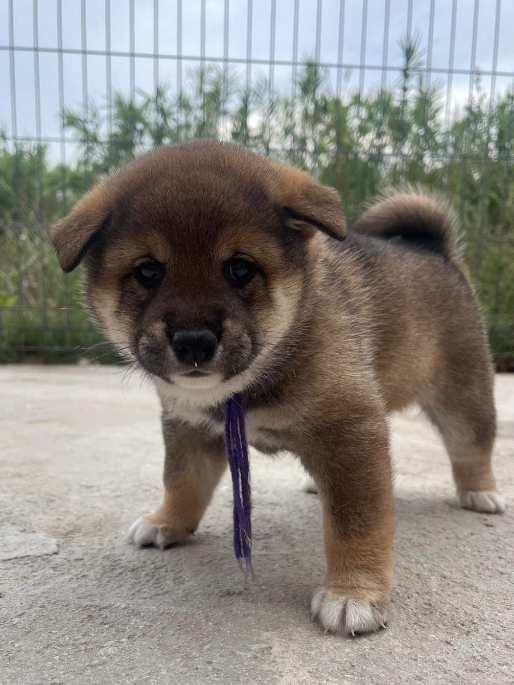 des Mirages d'Azur - Chiots disponibles - Shiba