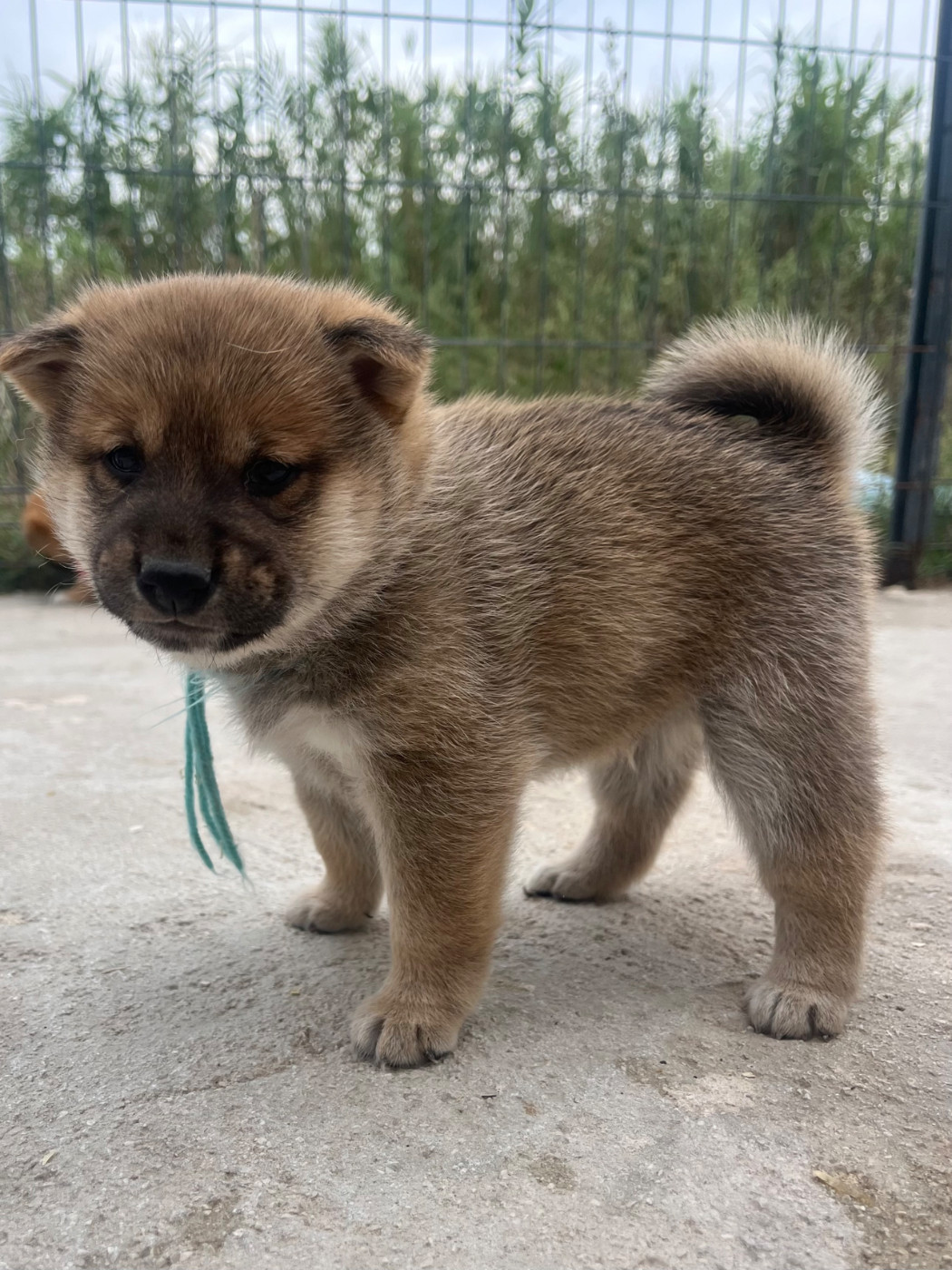 des Mirages d'Azur - Chiots disponibles - Shiba