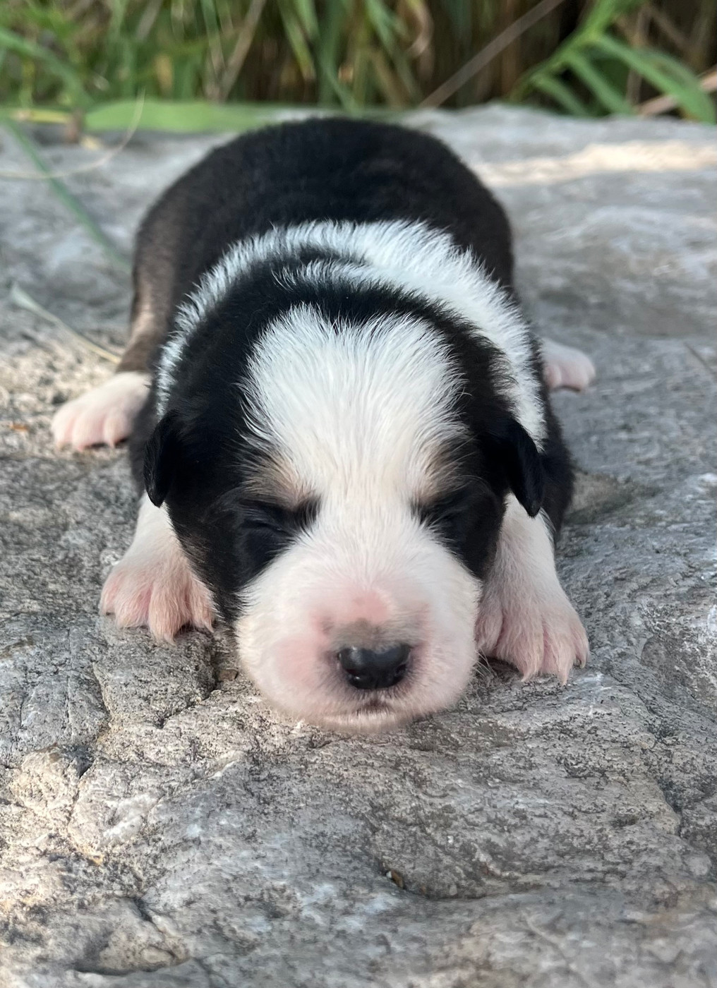 des Mirages d'Azur - Chiots disponibles - Border Collie