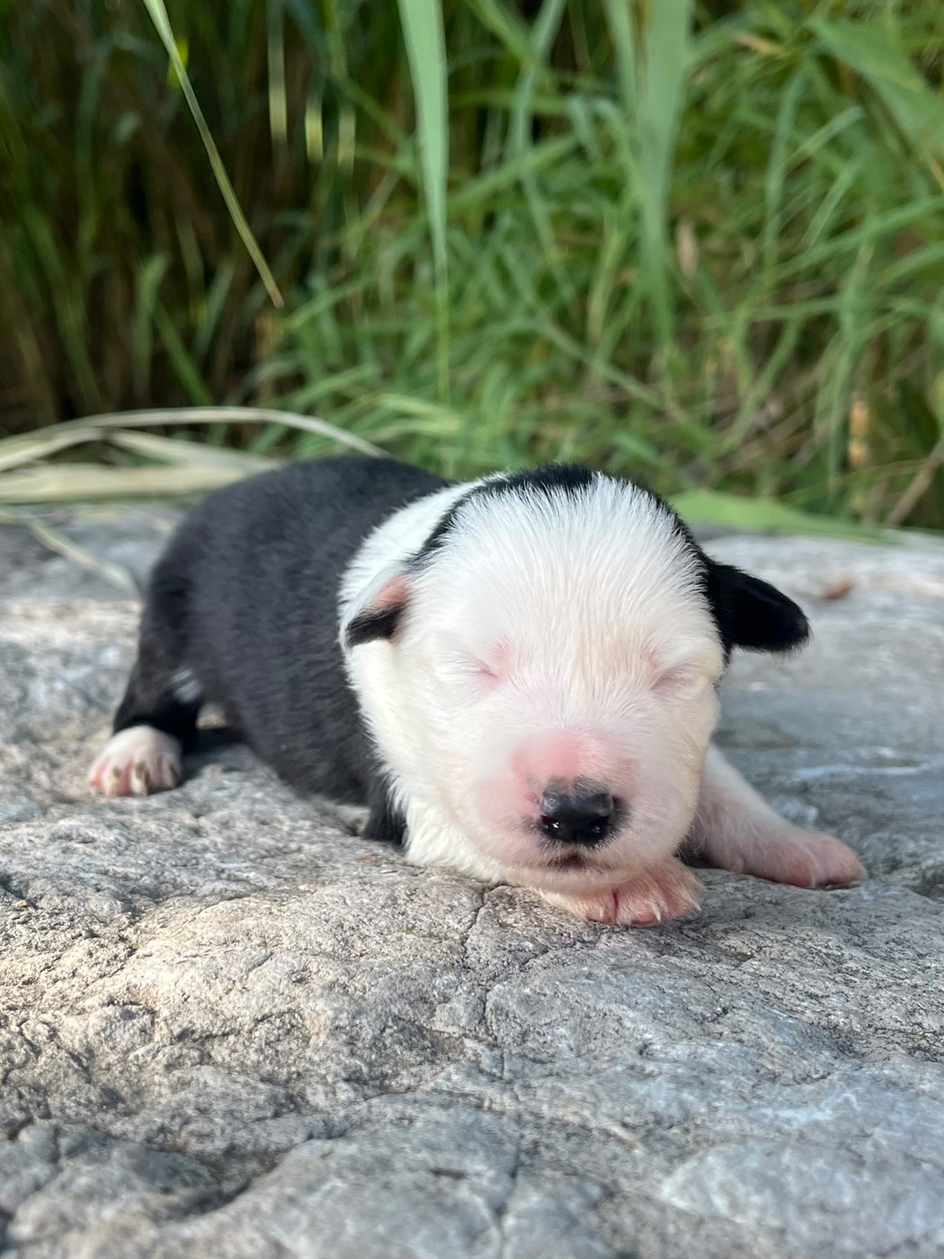 des Mirages d'Azur - Chiots disponibles - Border Collie