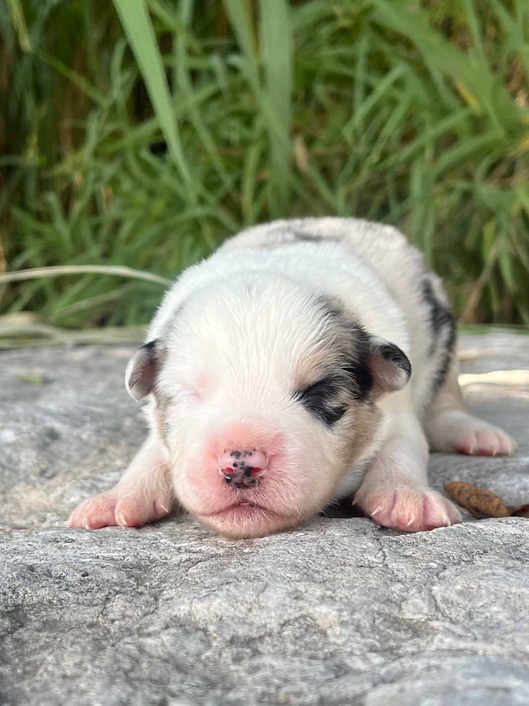 des Mirages d'Azur - Chiots disponibles - Border Collie
