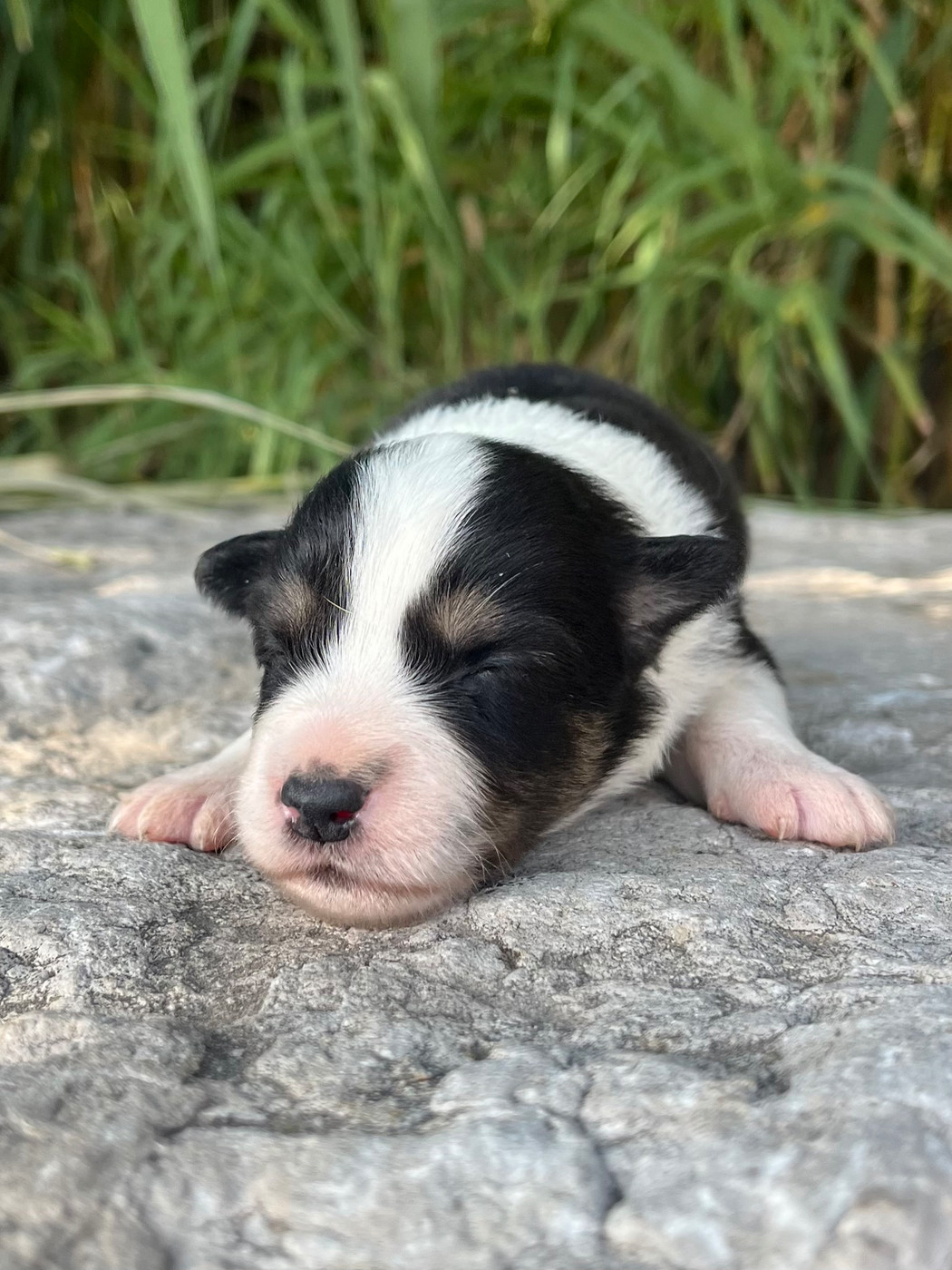 des Mirages d'Azur - Chiots disponibles - Border Collie