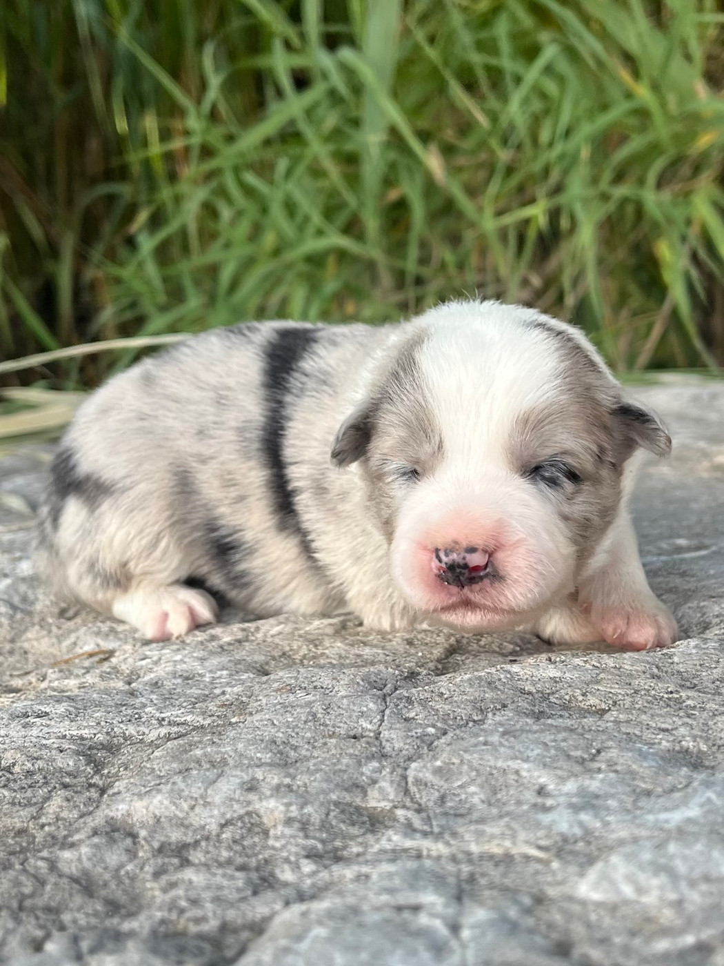 des Mirages d'Azur - Chiots disponibles - Border Collie
