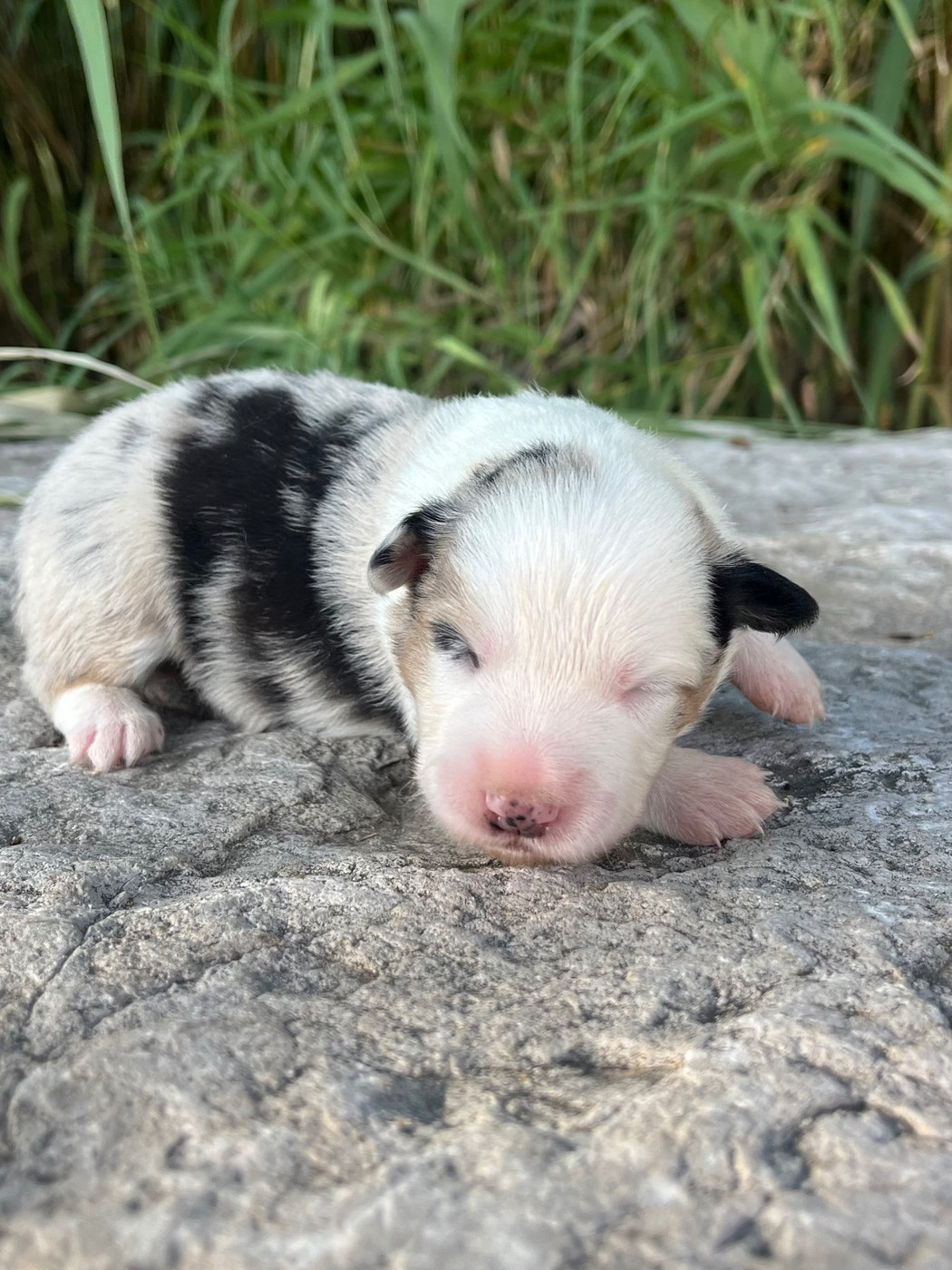 des Mirages d'Azur - Chiots disponibles - Border Collie