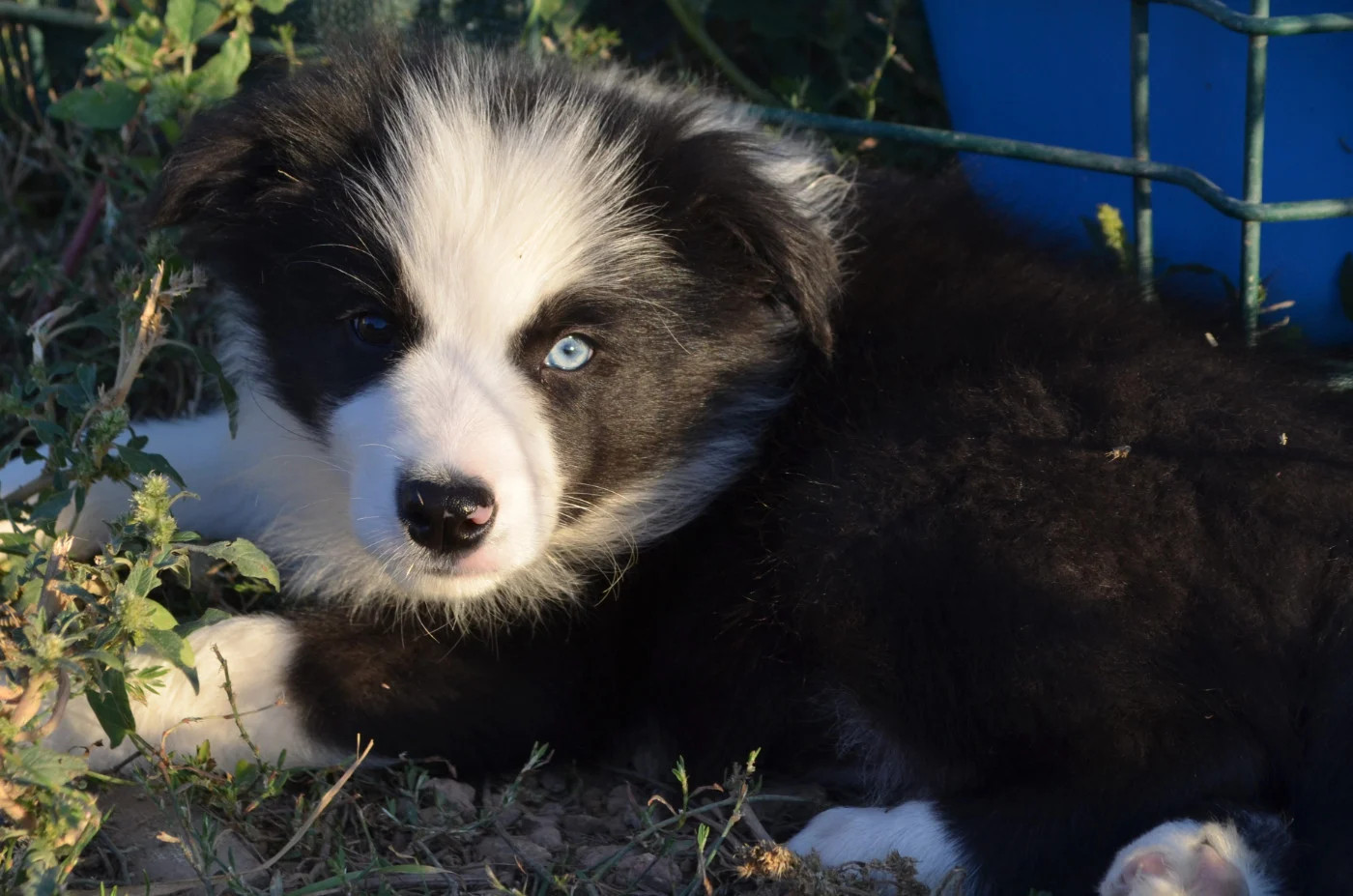 des Mirages d'Azur - Chiots disponibles - Border Collie